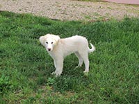 abruzzo shepherd dog puppy